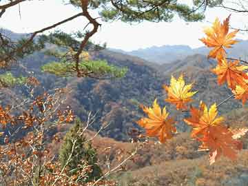 电影市场趋势与观众喜好探索