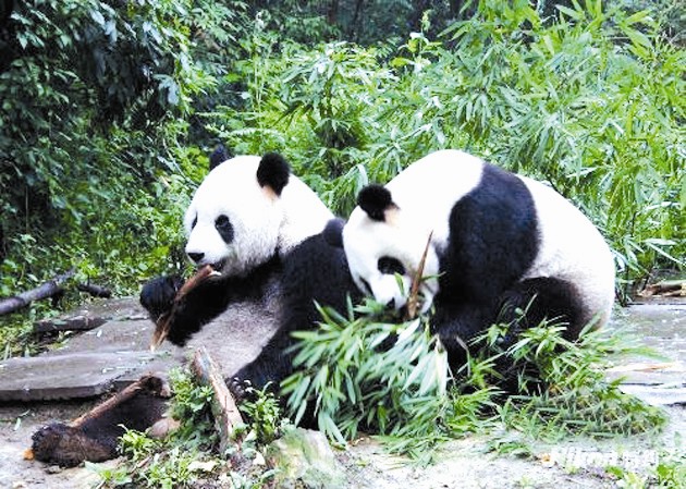 熊猫李哥的历史时刻，自信诞生与学习变化的力量