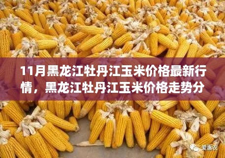 黑龙江牡丹江玉米价格最新行情报告及走势分析