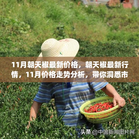 11月朝天椒市场行情深度解析，最新价格、走势分析与市场变化洞悉