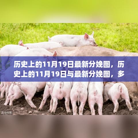 多维度视角下的探讨，历史上的11月19日与最新分娩图解析