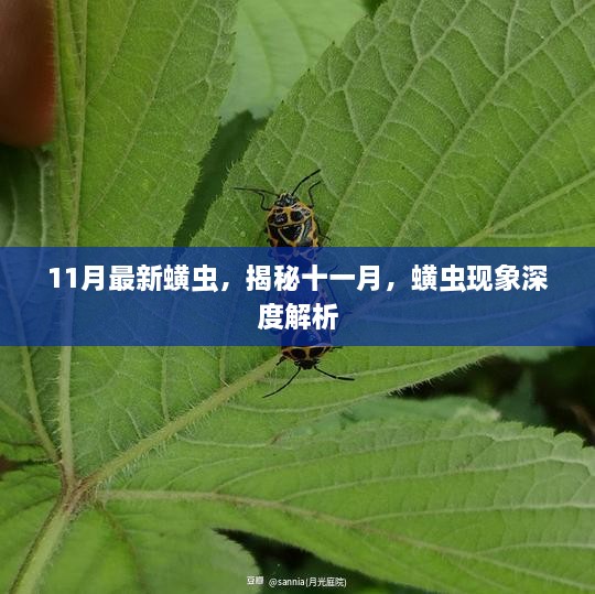 揭秘十一月蟥虫现象，深度解析与最新动态