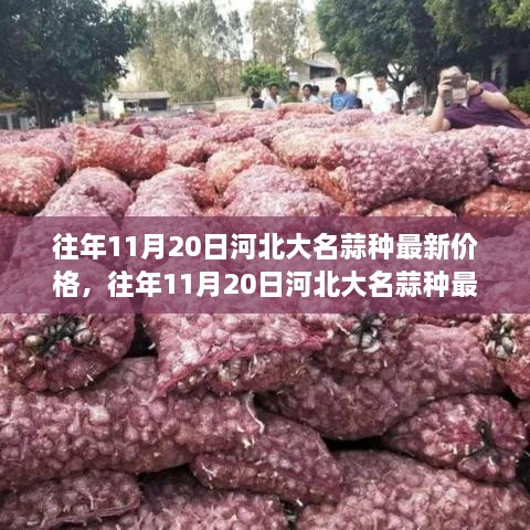 往年11月20日河北大名蒜种最新价格及其动态分析