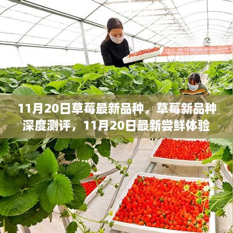 11月20日尝鲜体验，草莓新品种深度测评与尝鲜感受