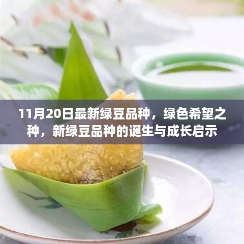 新绿豆品种诞生记，绿色希望之种与成长启示（11月20日最新报道）