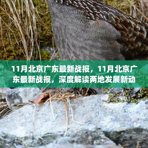 11月北京广东最新战报，深度解读两地发展新动向，洞悉未来趋势展望