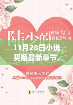 最新章节揭秘，11月28日小说契婚深度评测与介绍