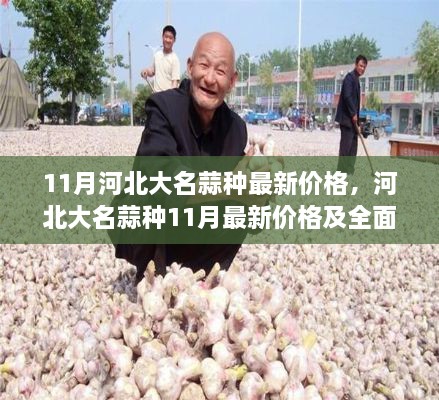 河北大名蒜种11月最新价格及全面评测介绍