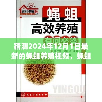 蝇蛆养殖新篇章，2024年12月1日的温馨日常与友情发酵