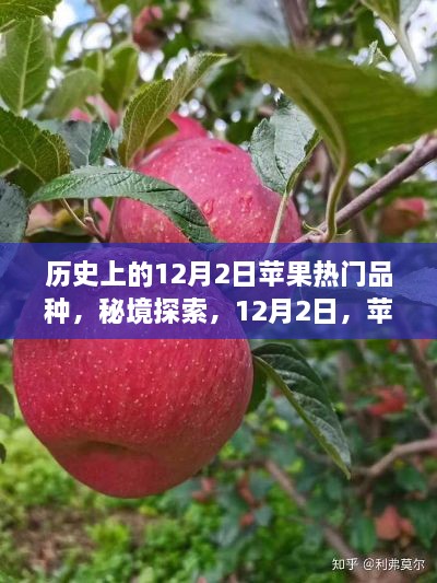 秘境探索，历史上的苹果盛宴——揭秘苹果热门品种与巷子深处的秘密故事（12月2日）