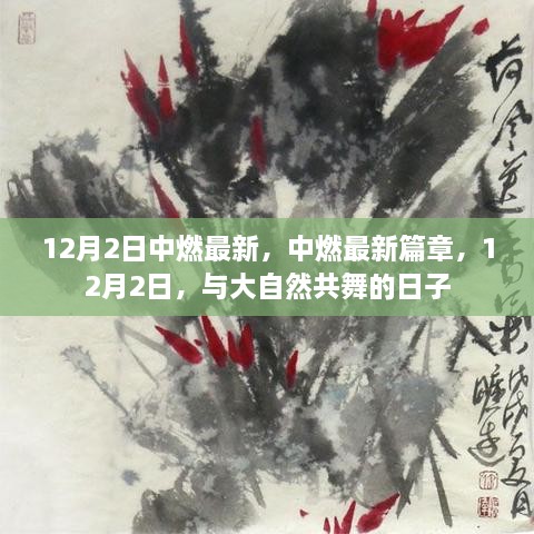 中燃新篇章，与自然共舞的日子（12月2日最新动态）