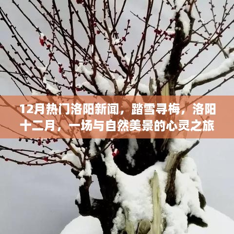 洛阳十二月雪梅盛宴，踏雪寻梅的心灵之旅