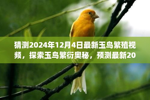 揭秘玉鸟繁衍奥秘，预测最新2024年玉鸟繁殖视频揭秘内容