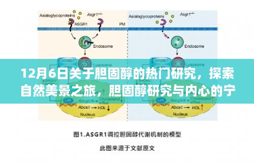 胆固醇研究之旅，探索自然美景与内心宁静的健康秘密之道