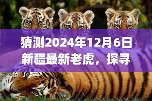 猜测2024年12月6日新疆最新老虎，探寻未来踪迹，预测新疆于2024年12月6日的虎影踪迹之我见