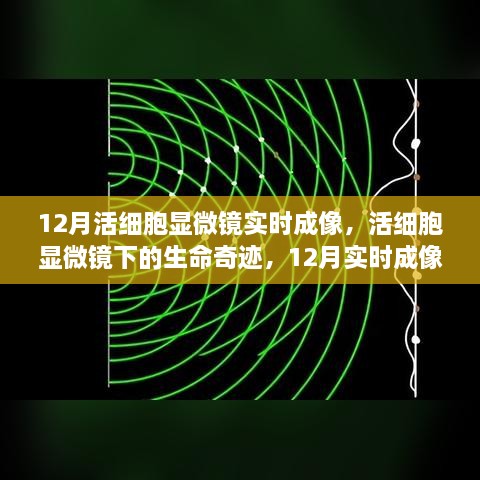 活细胞显微镜下的生命奇迹，12月实时成像之旅探索生命之美