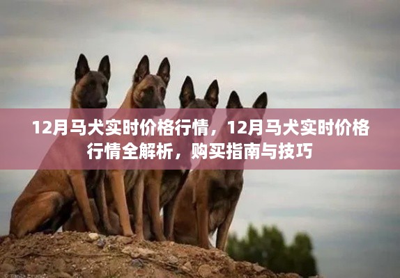 12月马犬价格行情解析，购买指南与技巧