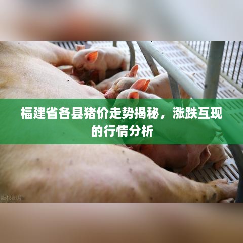 福建省各县猪价走势揭秘，涨跌互现的行情分析