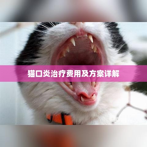 猫口炎治疗费用及方案详解