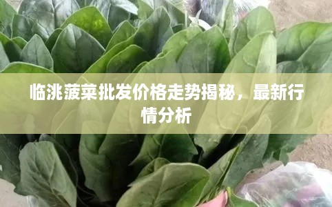 临洮菠菜批发价格走势揭秘，最新行情分析