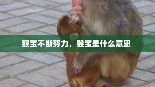 猴宝不断努力，猴宝是什么意思 