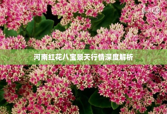 河南红花八宝景天行情深度解析