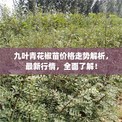 九叶青花椒苗价格走势解析，最新行情，全面了解！