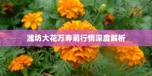 走马观花