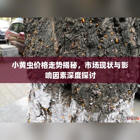 小黄虫价格走势揭秘，市场现状与影响因素深度探讨