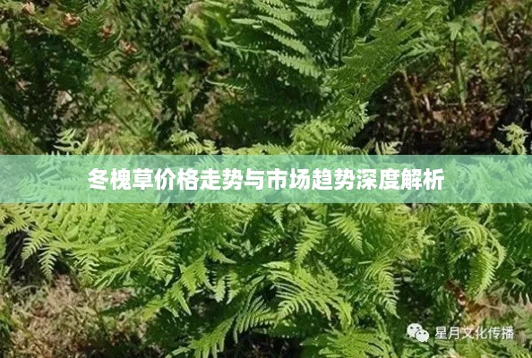 冬槐草价格走势与市场趋势深度解析