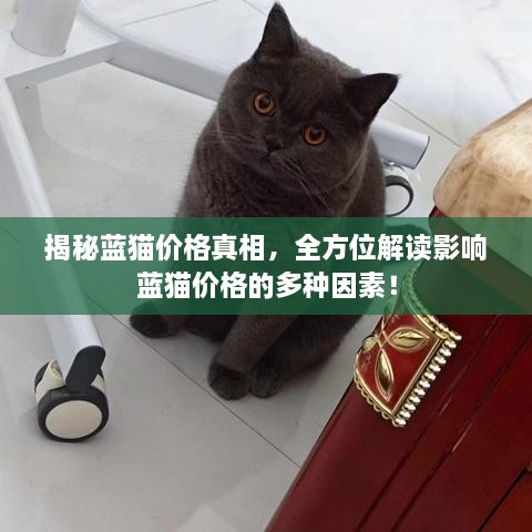 揭秘蓝猫价格真相，全方位解读影响蓝猫价格的多种因素！