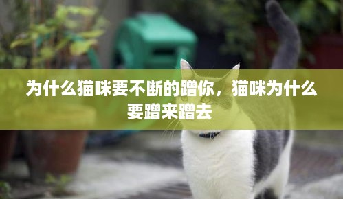 为什么猫咪要不断的蹭你，猫咪为什么要蹭来蹭去 