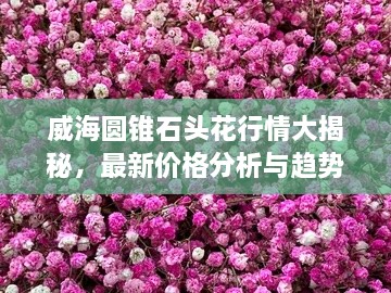 威海圆锥石头花行情大揭秘，最新价格分析与趋势预测