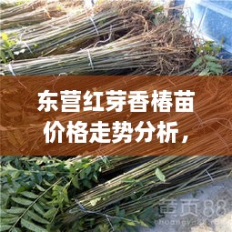 东营红芽香椿苗价格走势分析，最新行情报告！