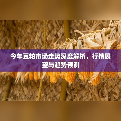 今年豆粕市场走势深度解析，行情展望与趋势预测