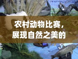 农村动物比赛，展现自然之美的独特竞技舞台