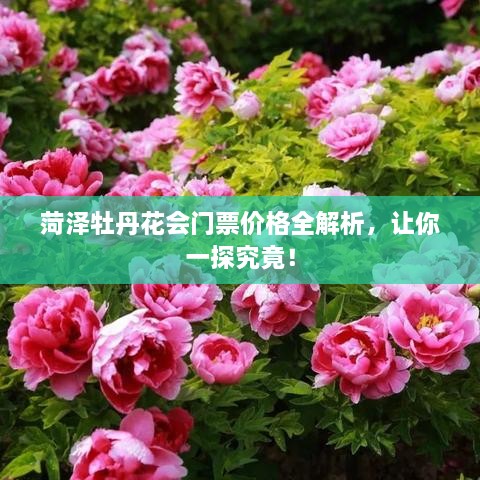 菏泽牡丹花会门票价格全解析，让你一探究竟！