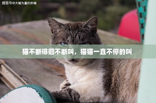 猫不断徘徊不断叫，猫猫一直不停的叫 