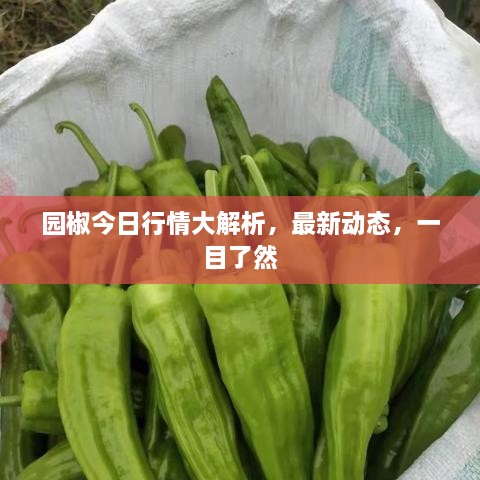 园椒今日行情大解析，最新动态，一目了然