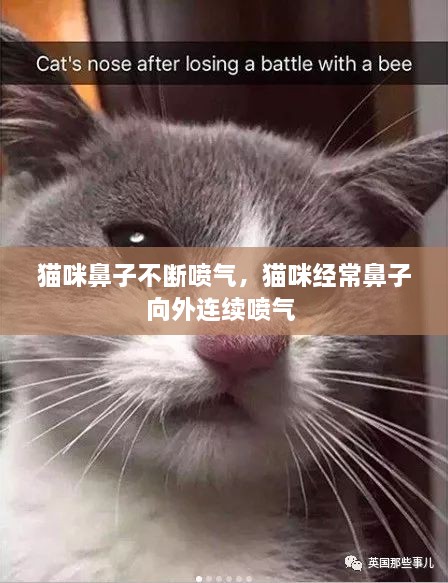 猫咪鼻子不断喷气，猫咪经常鼻子向外连续喷气 