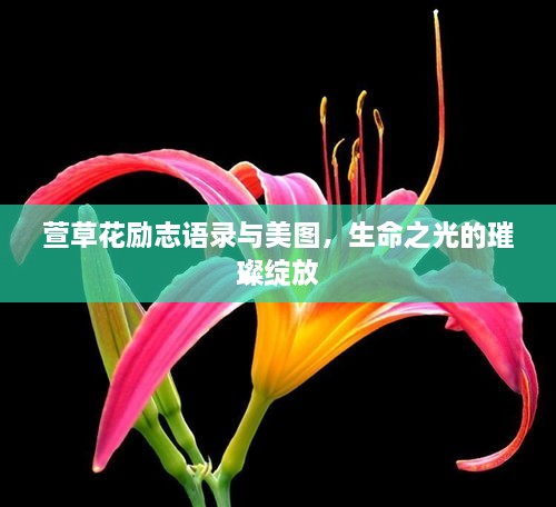 萱草花励志语录与美图，生命之光的璀璨绽放