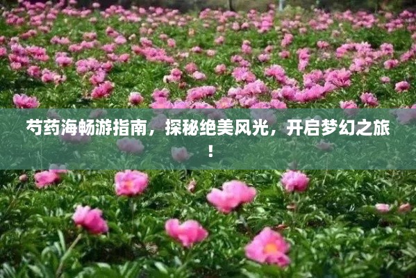 芍药海畅游指南，探秘绝美风光，开启梦幻之旅！