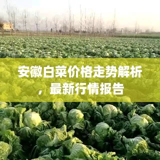 安徽白菜价格走势解析，最新行情报告