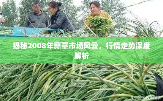 揭秘2008年蒜薹市场风云，行情走势深度解析