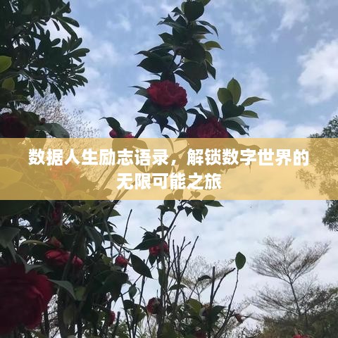 数据人生励志语录，解锁数字世界的无限可能之旅