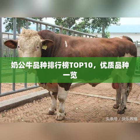 奶公牛品种排行榜TOP10，优质品种一览