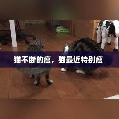 猫不断的瘦，猫最近特别瘦 