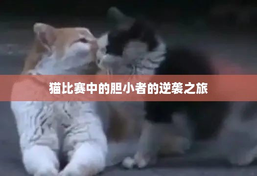 猫比赛中的胆小者的逆袭之旅