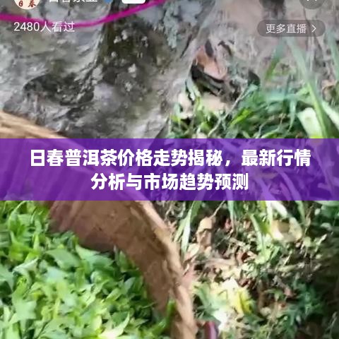 日春普洱茶价格走势揭秘，最新行情分析与市场趋势预测