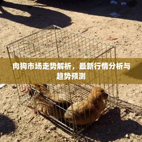 肉狗市场走势解析，最新行情分析与趋势预测